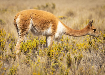 Ein wildes Vikunja in Peru