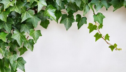 vibrant lush green ivy branch