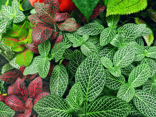 Fittonia variegated foliage abstract pattern