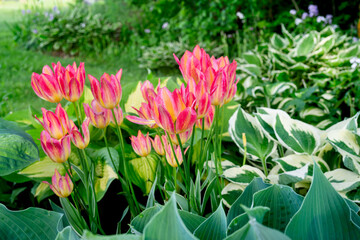 Pretty pink tulips blooming in a hosta garden.