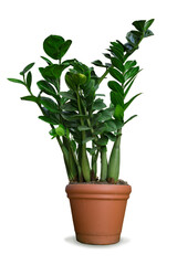 Zamioculcas is a herbaceous indoor plant with a tuberous rhizome