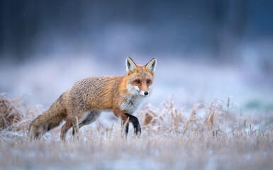 Fototapeta premium Red fox ( Vulpes vulpes ) in winter scenery