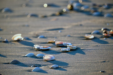 Seashells scattered on sandy beach in Peniscola during sunset hours seeking beachgoers and nature lovers