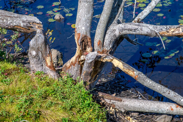 Trees cut down and gnawed by a beaver. Two trees have fallen, another is partially gnawed through. Lake in the background.
