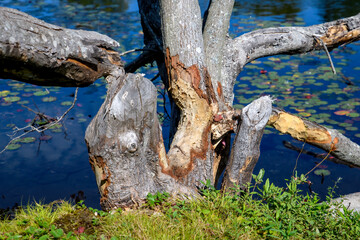 Trees cut down and gnawed by a beaver. Two trees have fallen, another is partially gnawed through. Lake in the background.