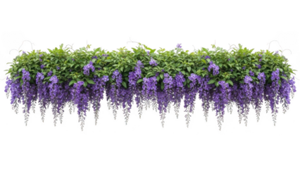 Vibrant purple flowers with green leaves isolated on transparent background