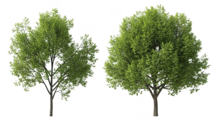 Two trees isolated on transparent background
