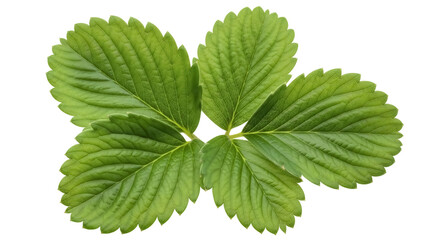 Strawberry leaves isolated PNG on transparent background, fresh green foliage with detailed veins for botanical design and healthy eating concepts