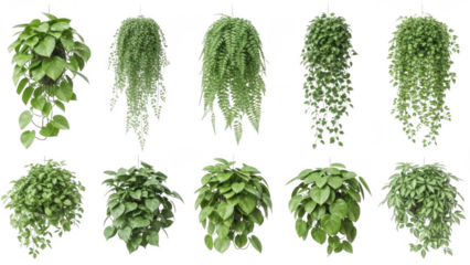 Collection of hanging plants isolated on transparent background