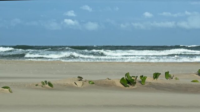 Wind Blowing Over Beach with Waves Crashing in the Distance