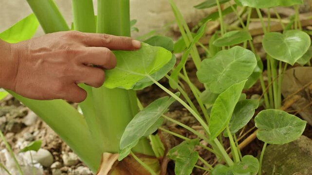 Human hand touching young green taro plant leaves growing lushly in an outdoor garden