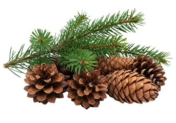 Fototapeta premium ultra-detailed macro close-up of mature brown pine cones and a vibrant green pine branch with emerald needles, on a transparent high-key background, minimalist festive warmth concept