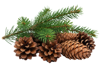 ultra-detailed macro close-up of mature brown pine cones and a vibrant green pine branch with emerald needles, on a transparent high-key background, minimalist festive warmth concept