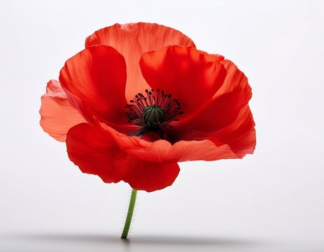 single red poppy flower on white background