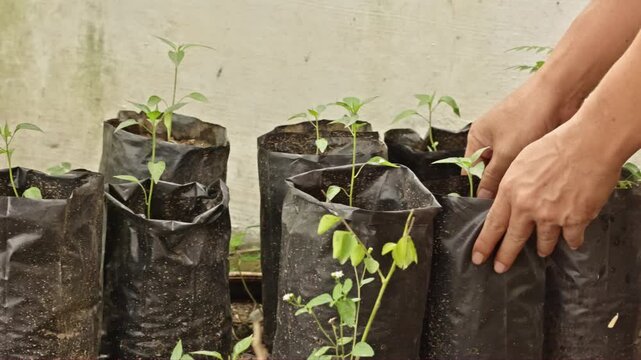 Close up of farmer hands arranging rows of green chili plant seedlings in polybags