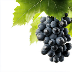 Obraz premium Bunch of fresh black grapes with green vine leaves on white background