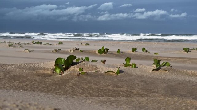 Wind Blowing Sand Particles on Beach Shore with Waves Crashing in the Distance 
