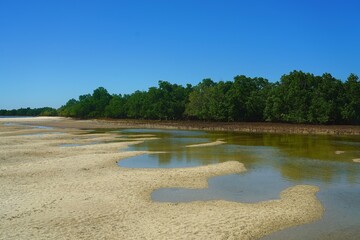 For&ecirc;t de Mangrove &agrave; Menaky