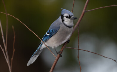 Blue jay in a small tree