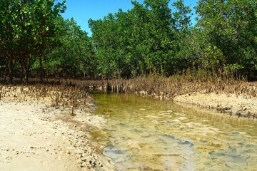 Mangrove vue de face