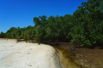 Au plus pr&egrave;s des Mangroves