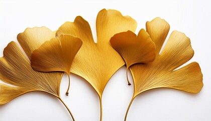 golden ginkgo leaves isolated on white