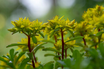 Sedum floriferum bright yellow orange stonecrop flowers in bloom, small succulent phedimus kamtschaticus flowering plant
