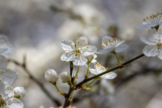 Prunus domestica italica greengages plums tree in bloom, beautiful rich flowering branches in springtime