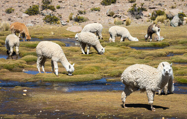 Alpakas auf einer Wiese in Peru