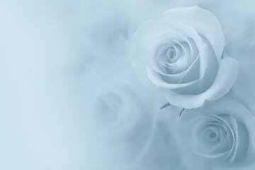 Elegant white roses in soft focus background
