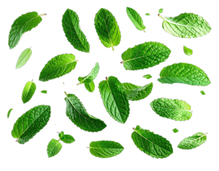 Isolated lush green foliage floating on black, each leaf distinct with veins, contours and natural shapes