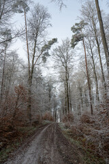 Lonely field path in the forest with hoarfrost on the trees on a cold winter day