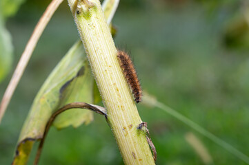 Brown hairy caterpillar on a plant