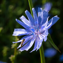 A wild bee collects nectar and pollen from a chicory flower.
Wild bees live in more difficult conditions. Often in earthen burrows.