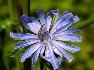A wild bee collects nectar and pollen from a chicory flower.
Wild bees live in more difficult conditions. Often in earthen burrows.