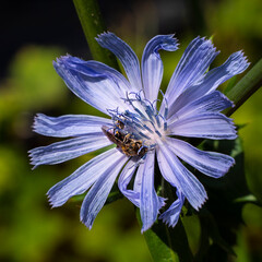 A wild bee collects nectar and pollen from a chicory flower.
Wild bees live in more difficult conditions. Often in earthen burrows.