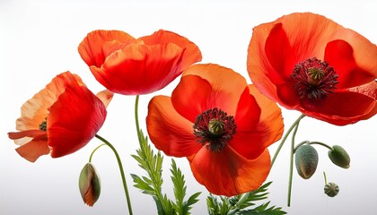 Obraz premium Flanders Poppies Papaver Rhoeas Flowers And A Bud Isolated On A Transparent Background