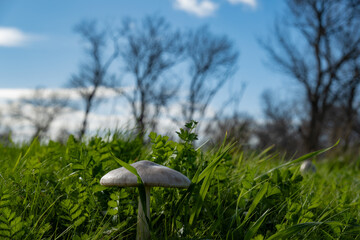 white mushroom stands tall amidst lush green grass and silhouetted winter trees