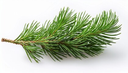 Green Fresh Pine Twig Isolated On White Or Transparent Background