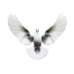 Fototapeta premium Dove with Spread Wings on Transparent Background