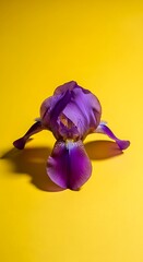 Beautiful purple Iris flower blooming isolated on a vibrant yellow background.