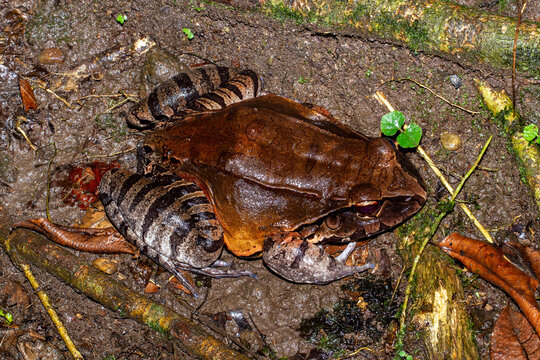 Smoky Jungle Frog from Ecuador, South America