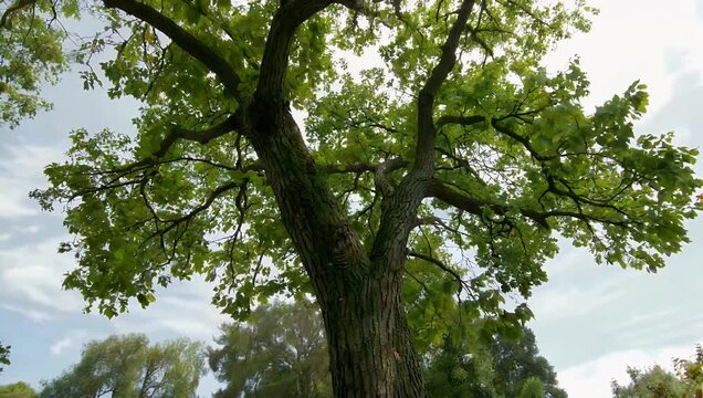 dynamic 4K look up perspective capturing intertwined tree branches and dense leaves of treetops as y sway and rustle gently in wind sharply contrasted against bright white sky