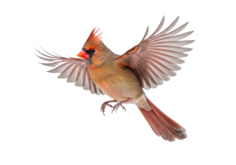 An adult female Northern Cardinal with muted brownish-red plumage and prominent crest, mid-flight wings spread, isolated on a brilliant white background with copy space, concept of majestic wildlife