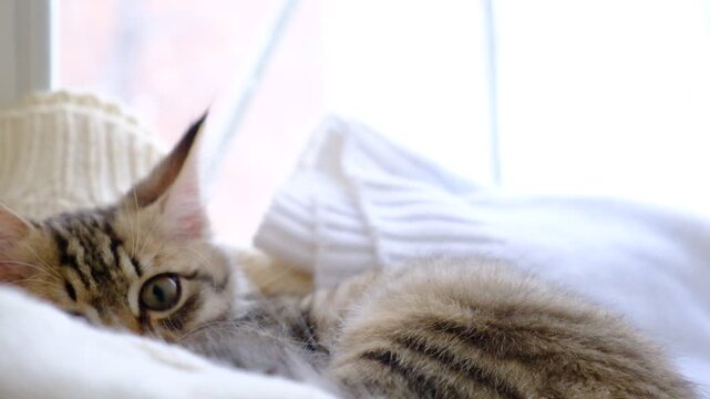 Close-up portrait of cute, sleepy fluffy cat, lay loosey, lounging comfortably. Fluffy purring cat is lying by the window with powder snow falling outside. The atmosphere of home comfort and warmth