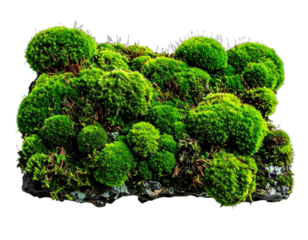 A vibrant, close-up photograph showcasing a lush, green bed of moss against a dark backdrop