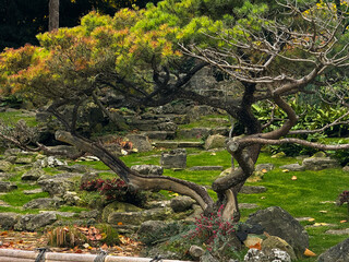Obraz premium Traditional Japanese Garden With Stones, Moss and Autumn Trees