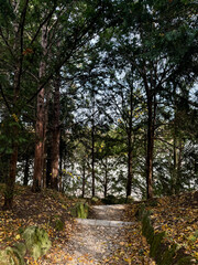 Fototapeta premium Tranquil Woodland Trail Through Fall Trees in Vienna City Park