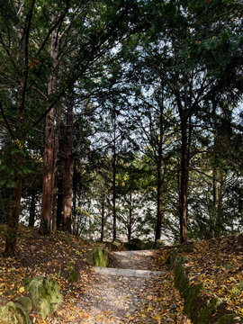 Tranquil Woodland Trail Through Fall Trees in Vienna City Park