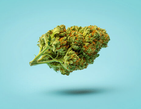 Floating cannabis bud with vibrant green and amber tones isolated on pastel blue background, close-up marijuana flower macro for medical and recreational use concepts